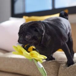 Frisco Spring Sunflower Plush Squeaky Dog Toy 10 Frisco Spring Sunflower Plush Squeaky Dog Toy -Dog Supplies Shop 546766 PT4. AC SS1800 V1702500565