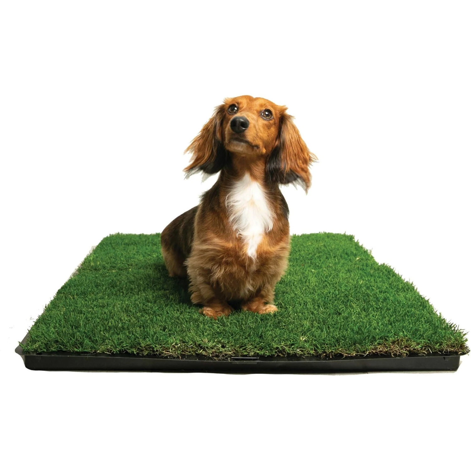 Gotta Go Grass The Natural Relief Dog Potty Pads, 16-in X 24-in 7 Gotta Go Grass The Natural Relief Dog Potty Pads, 16-in X 24-in - Image 5