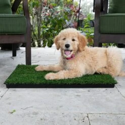 Gotta Go Grass The Natural Relief Dog Potty Pads, 16-in X 24-in 14 Gotta Go Grass The Natural Relief Dog Potty Pads, 16-in X 24-in -Dog Supplies Shop 640238 PT5. AC SS1800 V1663019666