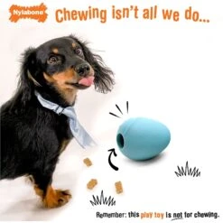 Nylabone Creative Play Eggi Dog Treat Toy, Blue, Large -Dog Supplies Shop 665686 PT2. AC SS1800 V1679081587