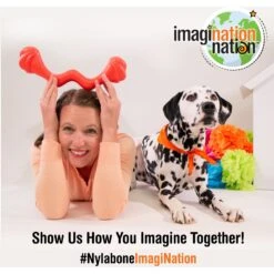 Nylabone Creative Play Eggi Dog Treat Toy, Blue, Large -Dog Supplies Shop 665686 PT7. AC SS1800 V1679080654