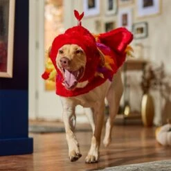 Frisco Flying Phoenix Dog & Cat Costume 16 Frisco Flying Phoenix Dog & Cat Costume -Dog Supplies Shop 708150 PT7. AC SS1800 V1689343869