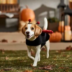 Frisco Glittered Ladybug Dog & Cat Costume -Dog Supplies Shop 708254 PT7. AC SS1800 V1689354959