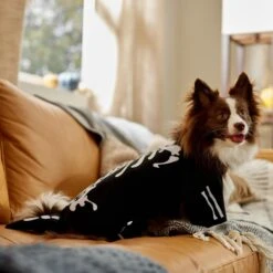 Frisco Glow In The Dark Skeleton Dog & Cat Costume -Dog Supplies Shop 709038 PT7. AC SS1800 V1689350988