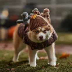 Frisco Squirrels & Nuts Ride-On Dog & Cat Costume -Dog Supplies Shop 709422 PT7. AC SS1800 V1689270909