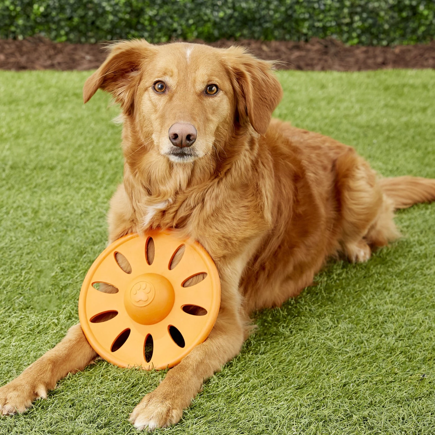 JW Pet Whirlwheel Flying Disk Dog Toy, Color Varies 7 JW Pet Whirlwheel Flying Disk Dog Toy, Color Varies - Image 5