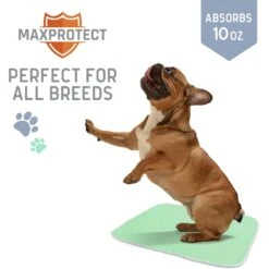 Chew + Heal Max Protect Quick-Dry Reusable Dog Pee Pads, 34-in -Dog Supplies Shop 722782 PT4. AC SS1800 V1670969421