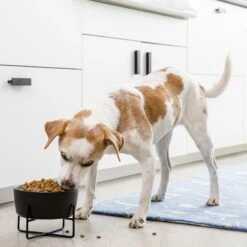 Waggo Simple Solid Iron Dog & Cat Bowl Stand -Dog Supplies Shop 731462 PT3. AC SS1800 V1698346639