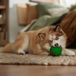 Frisco Holiday Fetch Squeaky Tennis Ball With Rubber Sleeve Dog Toy 9 Frisco Holiday Fetch Squeaky Tennis Ball With Rubber Sleeve Dog Toy -Dog Supplies Shop 739686 PT3. AC SS1800 V1694812401