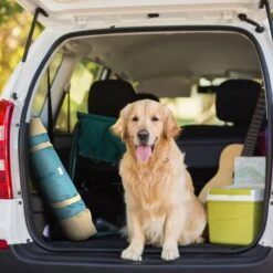 Max & Marlow Go Gear Portable Waterproof Roll-Up Cat & Dog Bed Mat -Dog Supplies Shop 741934 PT2. AC SS1800 V1674069800