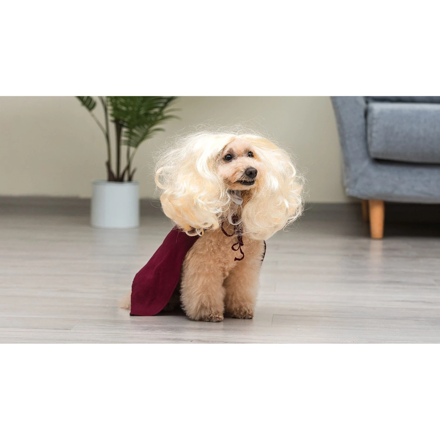 Disney Hocus Pocus Halloween Sarah Sanderson Cape & Pet Wig Dog Costume With PVC Bag & Insert Card 8 Disney Hocus Pocus Halloween Sarah Sanderson Cape & Pet Wig Dog Costume With PVC Bag & Insert Card - Image 6