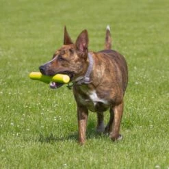 Hyper Pet Hyper Chewz Dog Chew Toy -Dog Supplies Shop 80170 PT6. AC SS1800 V1489184775