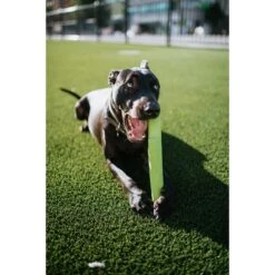 Hyper Pet Hyper Chewz Dog Chew Toy -Dog Supplies Shop 80170 PT7. AC SS1800 V1551972750