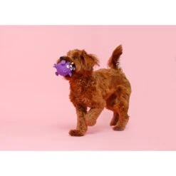 Hartz Zoo Balloons Squeaky Latex Dog Toy, Character Varies -Dog Supplies Shop 82678 PT3. AC SS1800 V1660706280