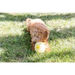 Playology Puppy Sensory Ball Beef Dog Toy 12 Playology Puppy Sensory Ball Beef Dog Toy -Dog Supplies Shop 838934 PT3. AC SS1800 V1683745401