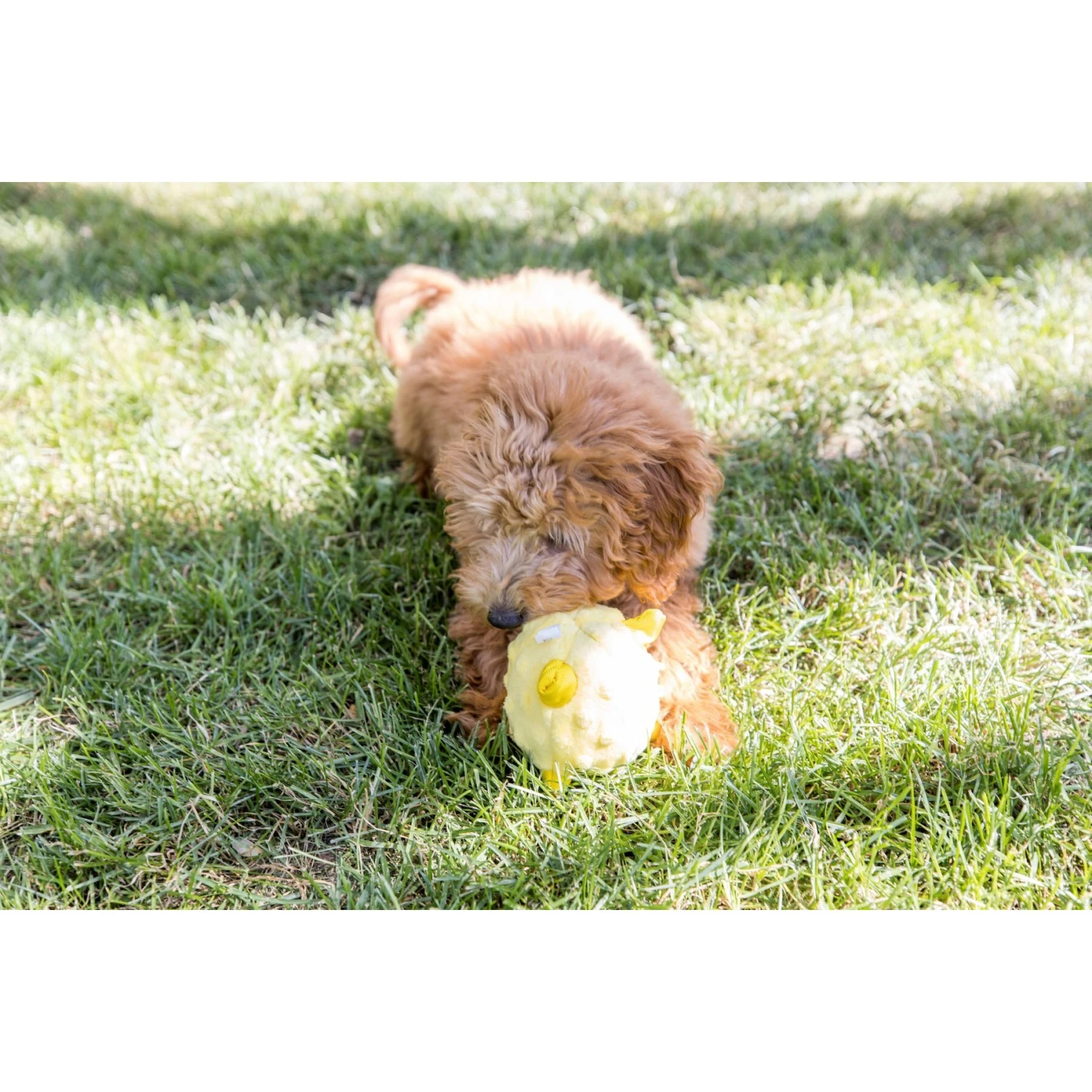 Playology Puppy Sensory Ball Beef Dog Toy 6 Playology Puppy Sensory Ball Beef Dog Toy - Image 4