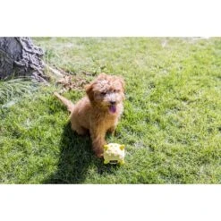 Playology Puppy Sensory Ball Beef Dog Toy 13 Playology Puppy Sensory Ball Beef Dog Toy -Dog Supplies Shop 838934 PT4. AC SS1800 V1683744800