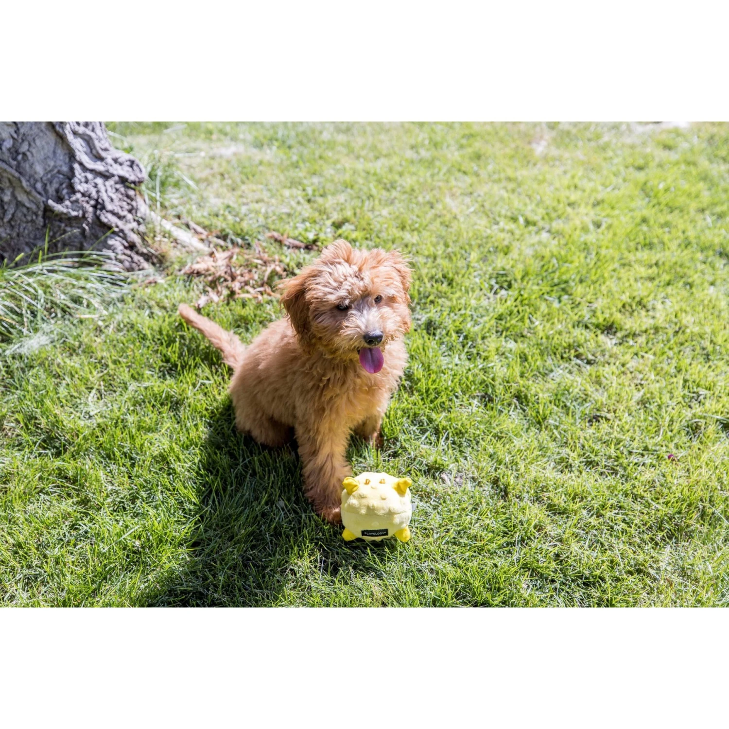 Playology Puppy Sensory Ball Beef Dog Toy 7 Playology Puppy Sensory Ball Beef Dog Toy - Image 5