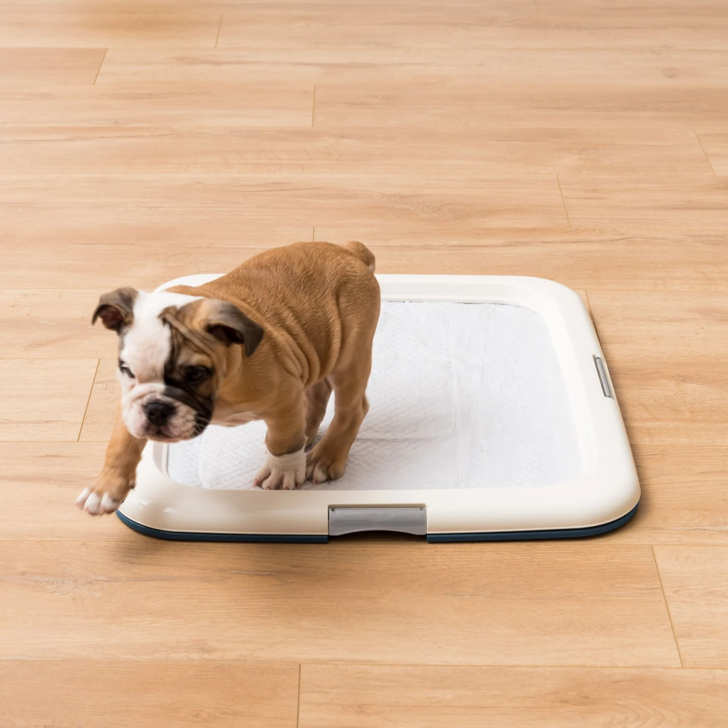 IRIS USA Non-skid Dog Plastic Training Pad Holder 7 IRIS USA Non-skid Dog Plastic Training Pad Holder - Image 5