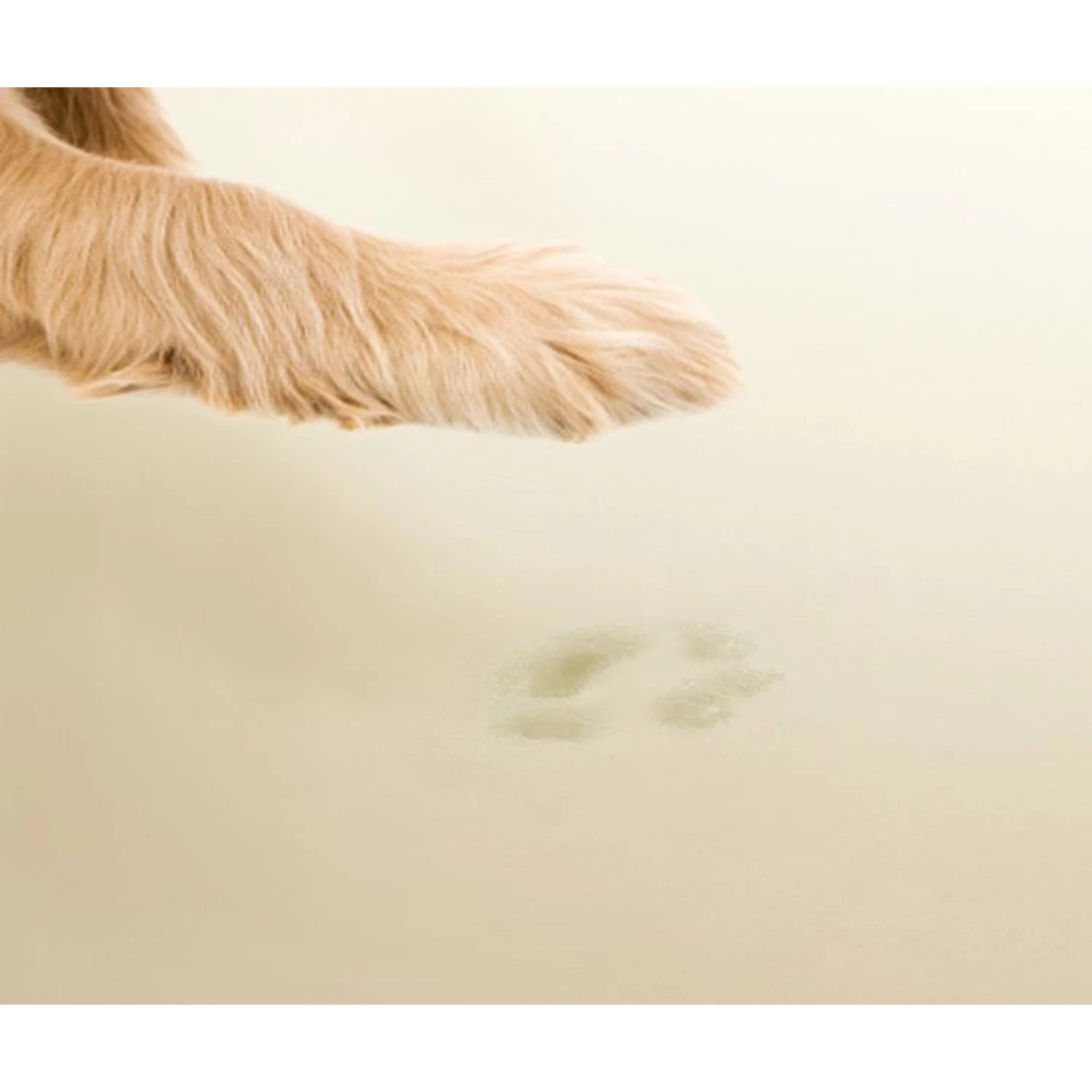 Friends Forever Harper Orthopedic Couch Bolster Sofa With Removable Cover Cat & Dog Bed, Grey 7 Friends Forever Harper Orthopedic Couch Bolster Sofa With Removable Cover Cat & Dog Bed, Grey - Image 5