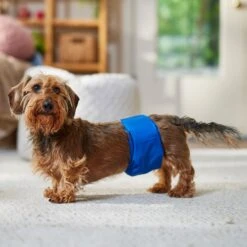 Frisco Washable Dog Diaper Male Wraps 11 Frisco Washable Dog Diaper Male Wraps -Dog Supplies Shop 862854 PT3. AC SS1800 V1698950172