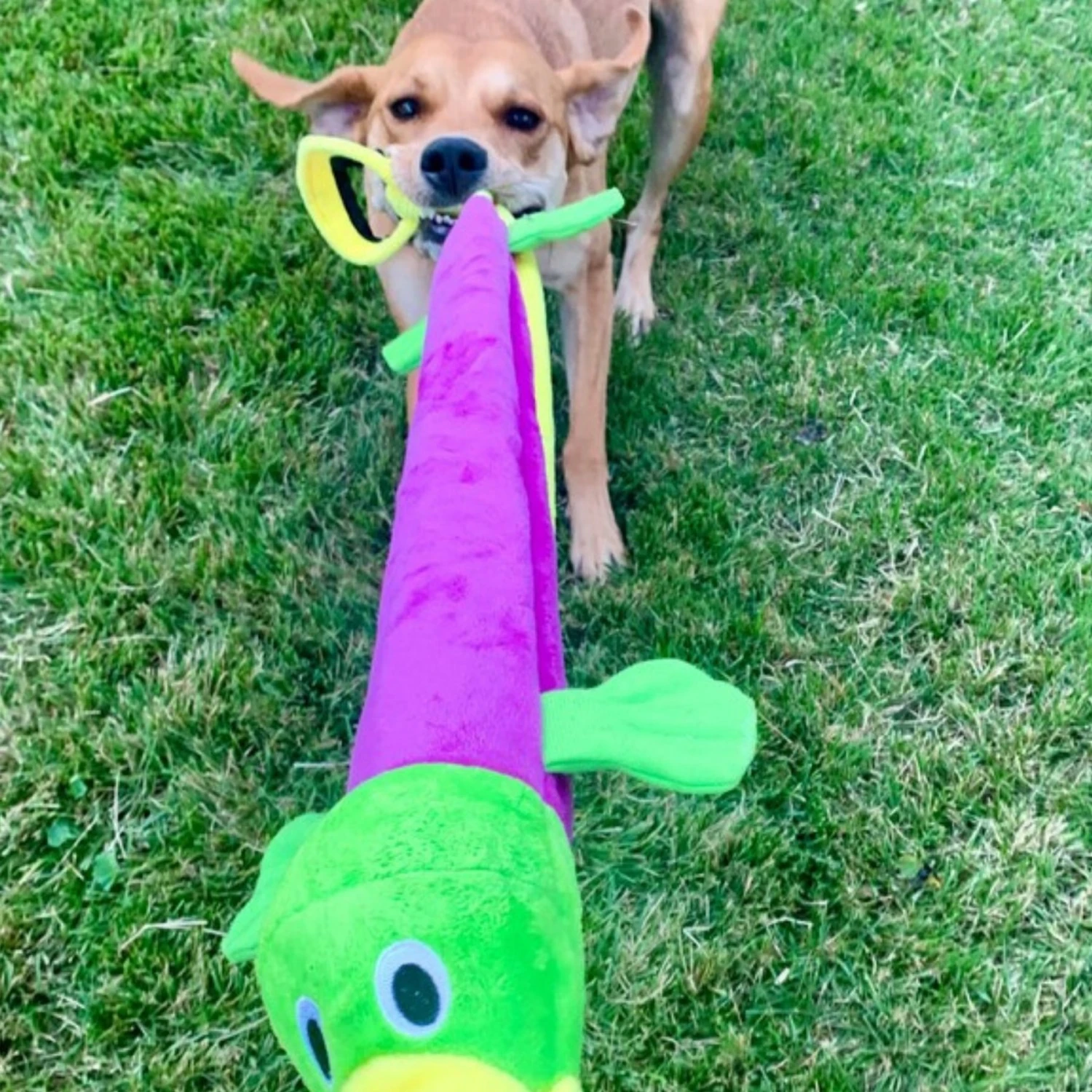 Snuggle Puppy Tender-Tuffs Tug Platypus Squeaky Dog Plush Toy, Purple, Large 9 Snuggle Puppy Tender-Tuffs Tug Platypus Squeaky Dog Plush Toy, Purple, Large - Image 7